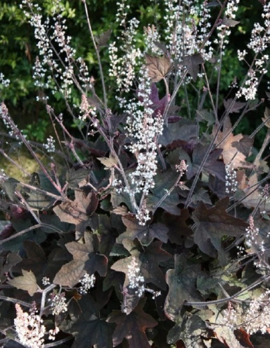 Гейхера Арт деко ASF 1 шт Р9