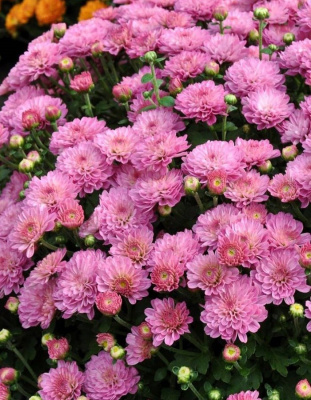 Хризантема Мультифлора Розовая ASF 1 шт Р9