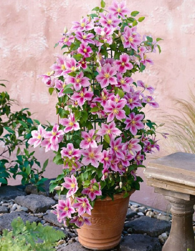 Клематис Пиилу