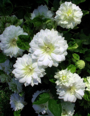 Клематис Дюшес Оф Эдинбург