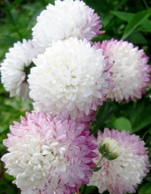 Хризантема Умка ASF 1 шт Р9