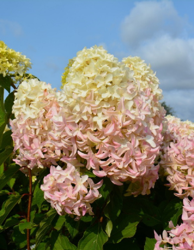 Гортензия метельчатая Скайфолл ASF 1 шт Р9