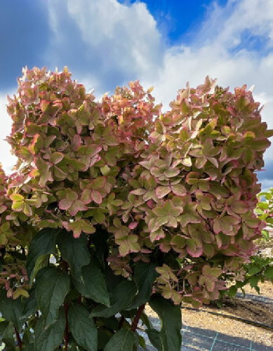 Гортензия метельчатая Металлика ASF 1 шт Р9