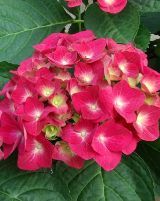 Гортензия крупнолистная Дорис ASF 1 шт Р9