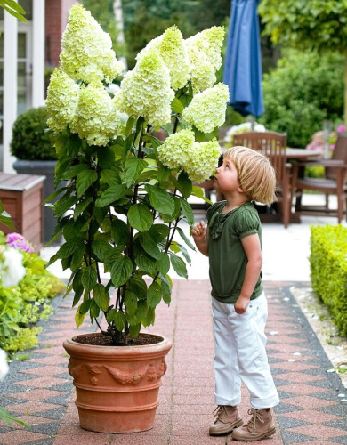 Гортензия метельчатая Полар Бир ASF 1 шт Р9