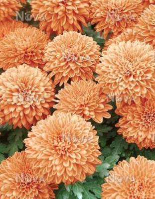 Хризантема Маргарет Салмон ASF 1 шт Р9