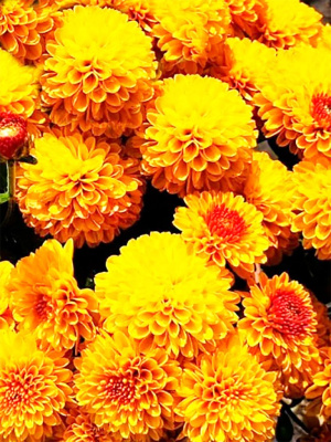 Хризантема Эрис ASF 1 шт Р9