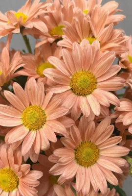 Хризантема Анастасия ASF 1 шт Р9