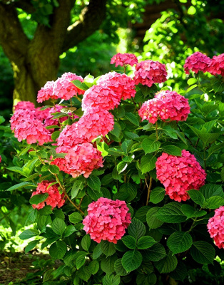 Гортензия крупнолистная Мася ASF 1 шт Р9