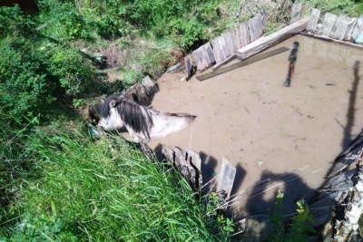 В селе Бердигестях спасли лошадь, провалившуюся в яму с водой / ЯСИА   
