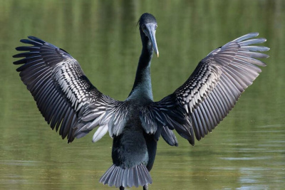 Минэкологии Якутии может разрешить отстрел бакланов для регулирования их численности / Алексей Рудых   