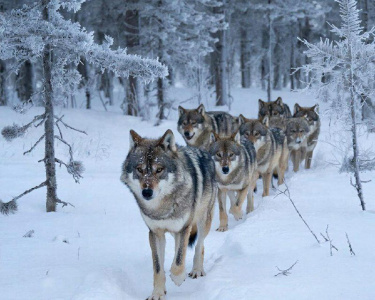 В Якутии заложили 13 млн рублей на регулирование численности волков в 2026 году / Алексей Рудых   