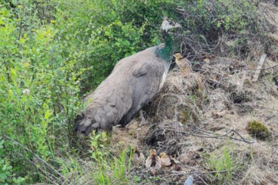 Павчата родились в природном парке «Живые алмазы Якутии» / ЯСИА   