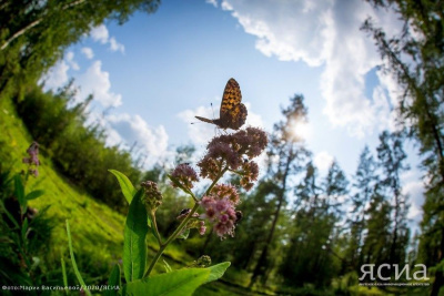 2 июля — Зосима Пчельник: приметы, что можно и нельзя делать / ЯСИА   