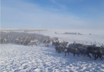 В Якутии выросла численность основных видов охотничьих животных / Алексей Рудых   