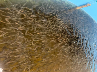 ИНК выпустила полмиллиона мальков пеляди в Вилюйское водохранилище /    