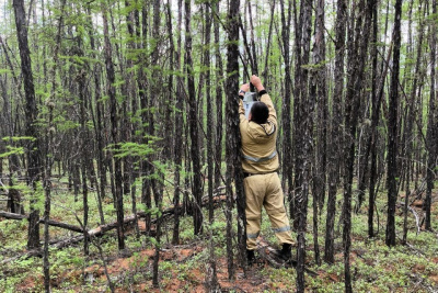 В Якутии в восьми лесничествах установили феромонные ловушки на сибирского шелкопряда / ЯСИА   Республика Саха (Якутия)