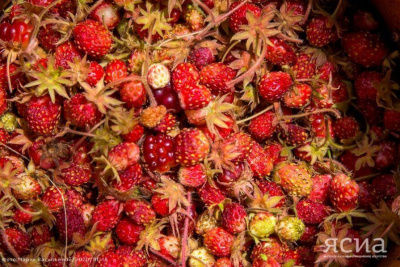 В Якутии установлены сроки сбора ягод и плодов / ЯСИА   Республика Саха (Якутия)