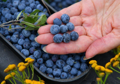 Сбор дикорастущих ягод: установлены сроки для Мирнинского района /   Мирнинский Республика Саха (Якутия)