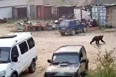 В Ленске ликвидировали одного из медведей, забредших в город / ЯСИА   