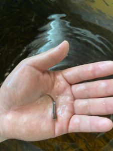 АЛРОСА выпустила 100 000 штук молоди чира в Вилюй /    