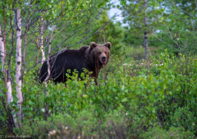 Осторожно: медведи! /    