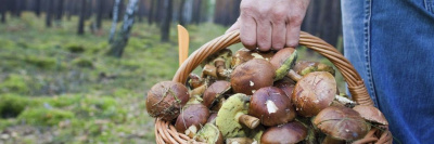 Как легально продать собранные в лесу грибы?