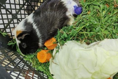 Ветеринары помогли морской свинке с переломом и некрозом лапки / ЯСИА   