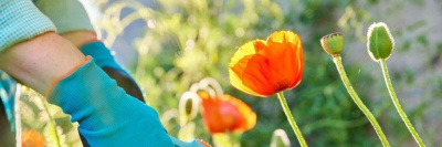 Какие грибы и растения по закону нельзя выращивать на даче