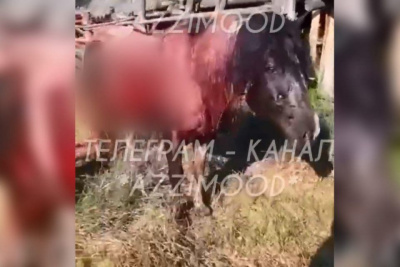 Медведь разодрал живот лошади в Верхневилюйском районе Якутии. Пострадавшее животное вернулось домой / Нарыйа Пахомова   