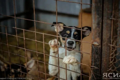 В Якутии за полгода более 770 человек подверглись нападению собак / ЯСИА   Республика Саха (Якутия)