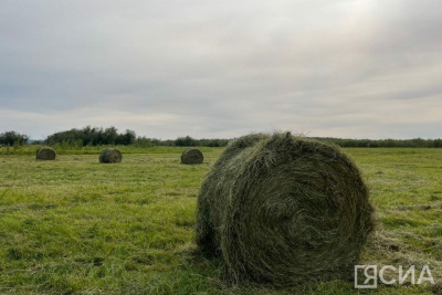 В Якутии заготовлено 90 тысяч тонн кормов и скошено 105 тысяч га сенокосных угодий / Нарыйа Пахомова   Республика Саха (Якутия)