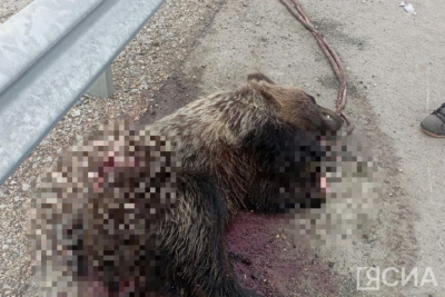 В Якутии на трассе обнаружили мертвого медведя с отрезанной лапой / Мария Горохова   Республика Саха (Якутия)