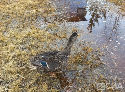 В Якутии с 10 августа начался сезон осенней охоты на уток / ЯСИА   Республика Саха (Якутия)