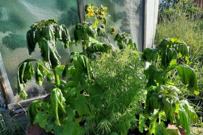 Фотофакт: в Усть-Алданском районе Якутии зафиксировали первые заморозки / Мария Горохова  Усть-Алданский 