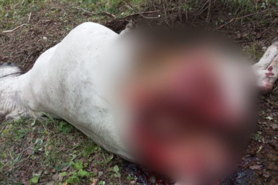 В Чурапчинском районе Якутии медведь задрал лошадь / Мария Горохова   