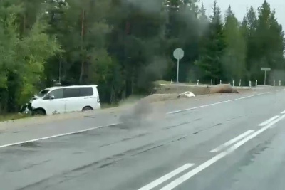 В Хангаласском районе на трассе микроавтобус сбил насмерть лошадь / ЯСИА   