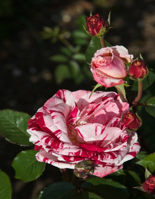 Роза спрей Глори Стар