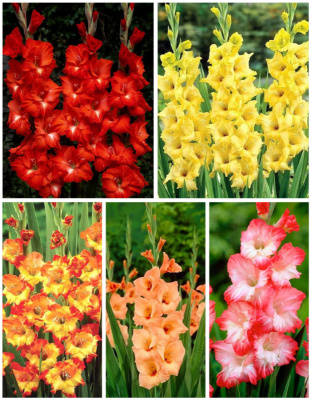 Микс гладиолусов "Огненная радуга" голландская селекция 5 шт.