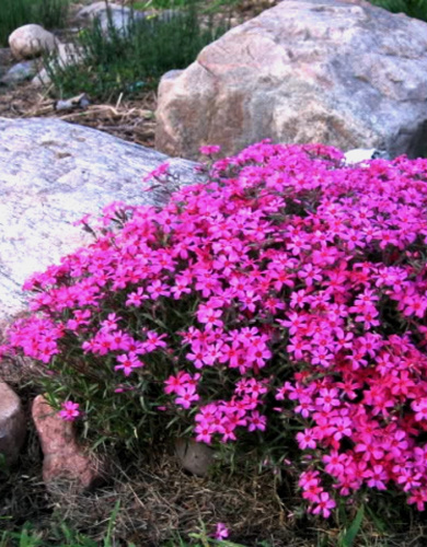 Флокс шиловидный Скарлет Флейм