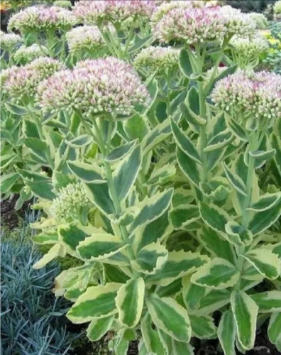 Очиток видный Элсис Голд 1 шт Р9