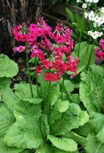 Примула японская Миллерс Кримсон 1 шт Р9