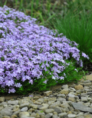 Флокс шиловидный Эмеральд Кушн Блу