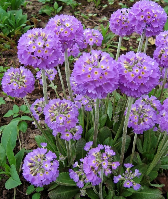 Примула мелкозубчатая Пром Лилак 1 шт Р9