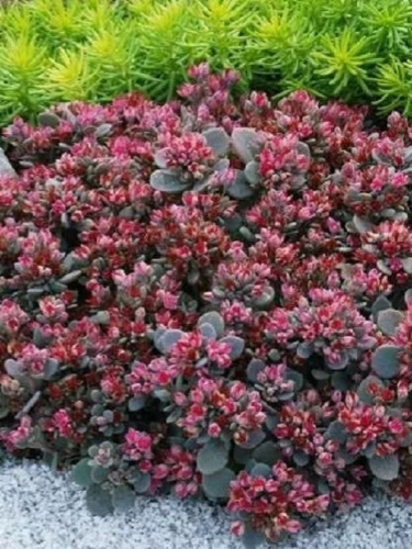 Очиток гибридный Ред Спаркл 1 шт Р9