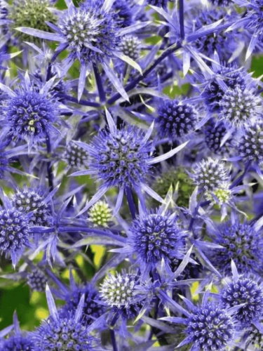 Синеголовник плосколистный 1 шт Р9