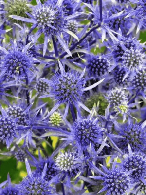 Синеголовник плосколистный 1 шт Р9