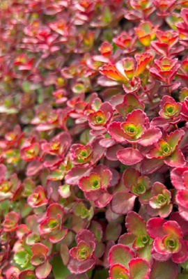 Очиток ложный Пурпуреум Винтер 1 шт Р9