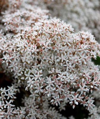 Очиток белый Корал Карпет 1 шт Р9