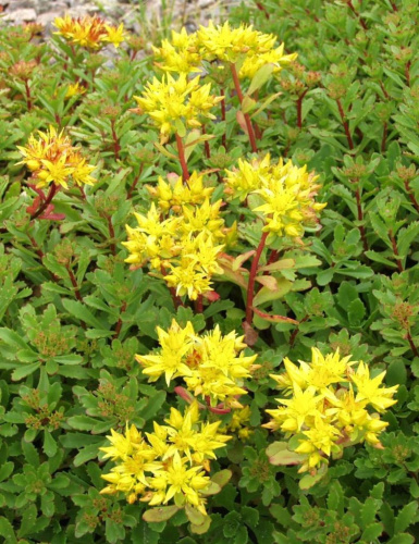 Очиток ложный Желтый 1 шт Р9